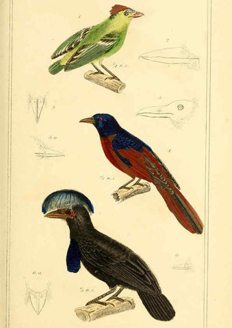 Reproducción/Reproduction 6026171176: The animal kingdom, arranged according to its organization, serving as a foundation for the natural history of animals. v.1 plates. London :G. Henderson,1834-1837