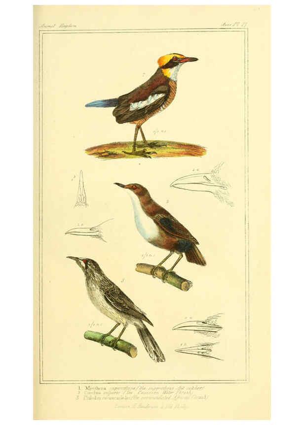 Reproducción/Reproduction 6026171412: The animal kingdom, arranged according to its organization, serving as a foundation for the natural history of animals. v.1 plates. London :G. Henderson,1834-1837