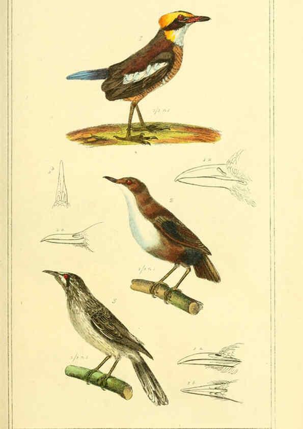 Reproducción/Reproduction 6026171412: The animal kingdom, arranged according to its organization, serving as a foundation for the natural history of animals. v.1 plates. London :G. Henderson,1834-1837