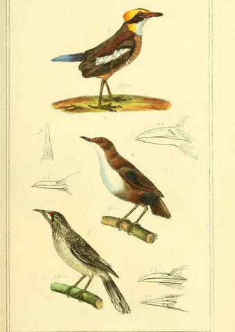Reproducción/Reproduction 6026171412: The animal kingdom, arranged according to its organization, serving as a foundation for the natural history of animals. v.1 plates. London :G. Henderson,1834-1837