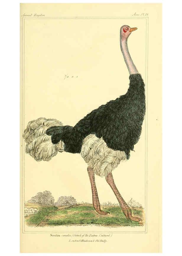 Reproducción/Reproduction 6025615641: The animal kingdom, arranged according to its organization, serving as a foundation for the natural history of animals. v.1 plates. London :G. Henderson,1834-1837