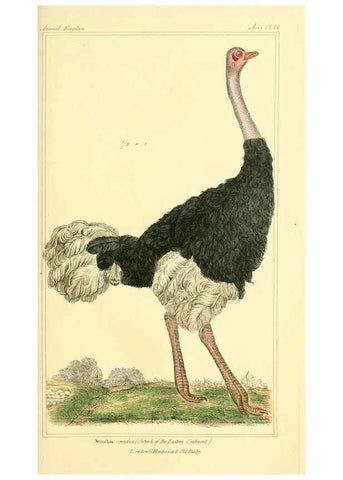 Reproducción/Reproduction 6025615641: The animal kingdom, arranged according to its organization, serving as a foundation for the natural history of animals. v.1 plates. London :G. Henderson,1834-1837