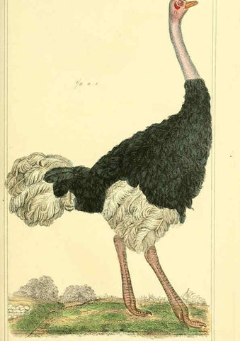 Reproducción/Reproduction 6025615641: The animal kingdom, arranged according to its organization, serving as a foundation for the natural history of animals. v.1 plates. London :G. Henderson,1834-1837
