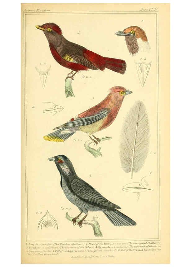 Reproducción/Reproduction 6026172118: The animal kingdom, arranged according to its organization, serving as a foundation for the natural history of animals. v.1 plates. London :G. Henderson,1834-1837