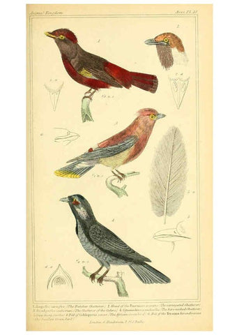 Reproducción/Reproduction 6026172118: The animal kingdom, arranged according to its organization, serving as a foundation for the natural history of animals. v.1 plates. London :G. Henderson,1834-1837