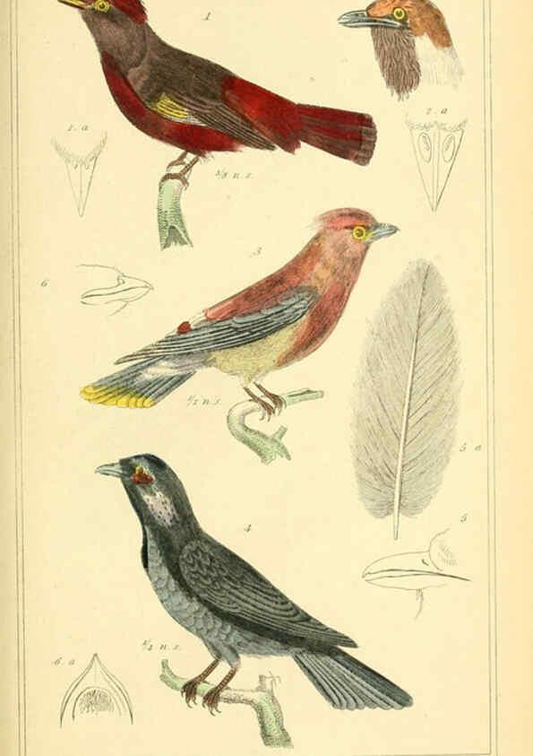 Reproducción/Reproduction 6026172118: The animal kingdom, arranged according to its organization, serving as a foundation for the natural history of animals. v.1 plates. London :G. Henderson,1834-1837