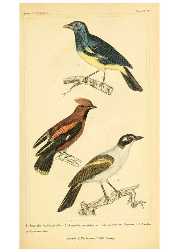 Reproducción/Reproduction 6025616331: The animal kingdom, arranged according to its organization, serving as a foundation for the natural history of animals. v.1 plates. London :G. Henderson,1834-1837
