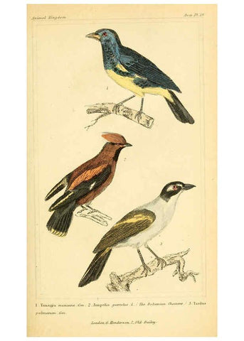 Reproducción/Reproduction 6025616331: The animal kingdom, arranged according to its organization, serving as a foundation for the natural history of animals. v.1 plates. London :G. Henderson,1834-1837