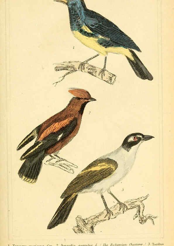 Reproducción/Reproduction 6025616331: The animal kingdom, arranged according to its organization, serving as a foundation for the natural history of animals. v.1 plates. London :G. Henderson,1834-1837