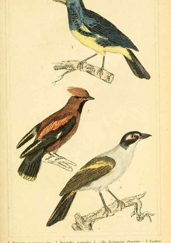 Reproducción/Reproduction 6025616331: The animal kingdom, arranged according to its organization, serving as a foundation for the natural history of animals. v.1 plates. London :G. Henderson,1834-1837
