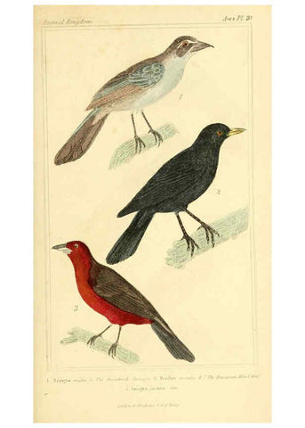 Reproducción/Reproduction 6026172830: The animal kingdom, arranged according to its organization, serving as a foundation for the natural history of animals. v.1 plates. London :G. Henderson,1834-1837