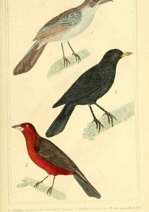 Reproducción/Reproduction 6026172830: The animal kingdom, arranged according to its organization, serving as a foundation for the natural history of animals. v.1 plates. London :G. Henderson,1834-1837