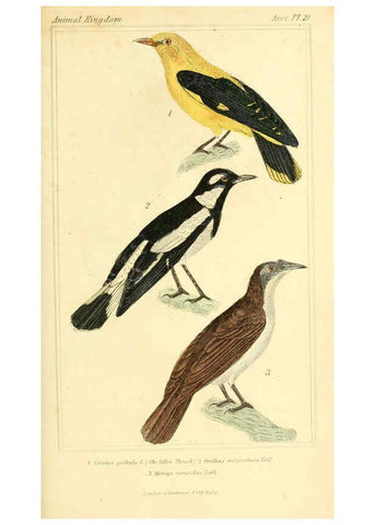 Reproducción/Reproduction 6025617049: The animal kingdom, arranged according to its organization, serving as a foundation for the natural history of animals. v.1 plates. London :G. Henderson,1834-1837