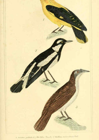Reproducción/Reproduction 6025617049: The animal kingdom, arranged according to its organization, serving as a foundation for the natural history of animals. v.1 plates. London :G. Henderson,1834-1837