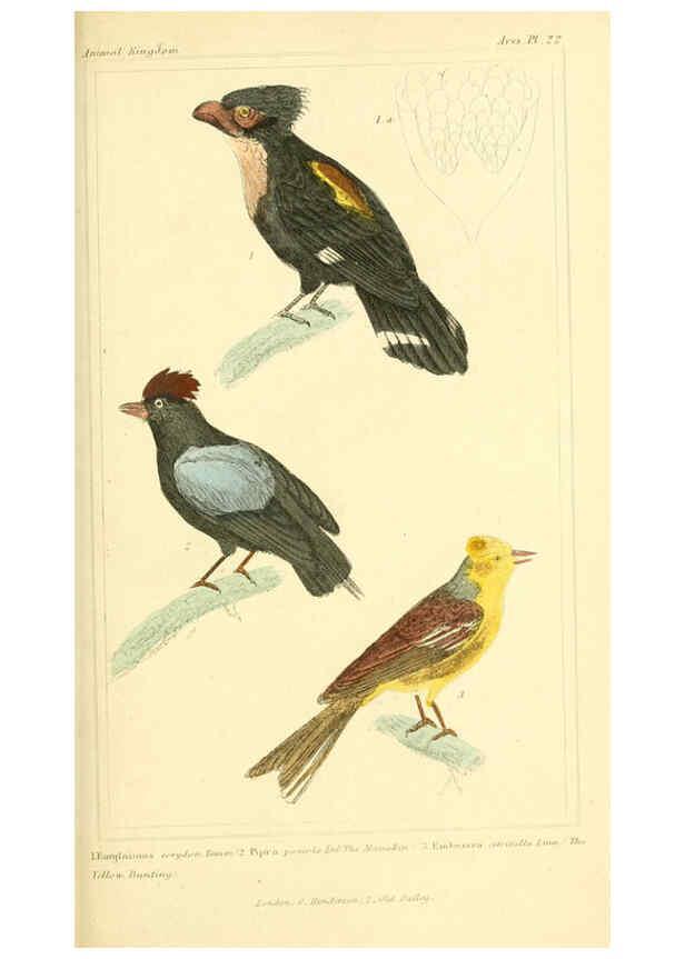 Reproducción/Reproduction 6026173824: The animal kingdom, arranged according to its organization, serving as a foundation for the natural history of animals. v.1 plates. London :G. Henderson,1834-1837