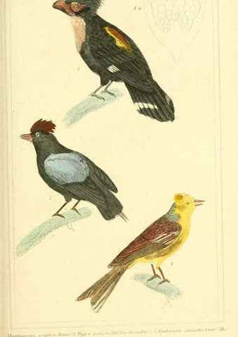 Reproducción/Reproduction 6026173824: The animal kingdom, arranged according to its organization, serving as a foundation for the natural history of animals. v.1 plates. London :G. Henderson,1834-1837