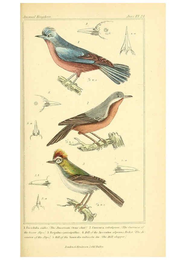 Reproducción/Reproduction 6026174470: The animal kingdom, arranged according to its organization, serving as a foundation for the natural history of animals. v.1 plates. London :G. Henderson,1834-1837
