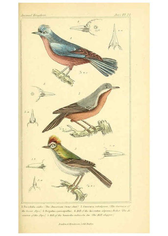 Reproducción/Reproduction 6026174470: The animal kingdom, arranged according to its organization, serving as a foundation for the natural history of animals. v.1 plates. London :G. Henderson,1834-1837