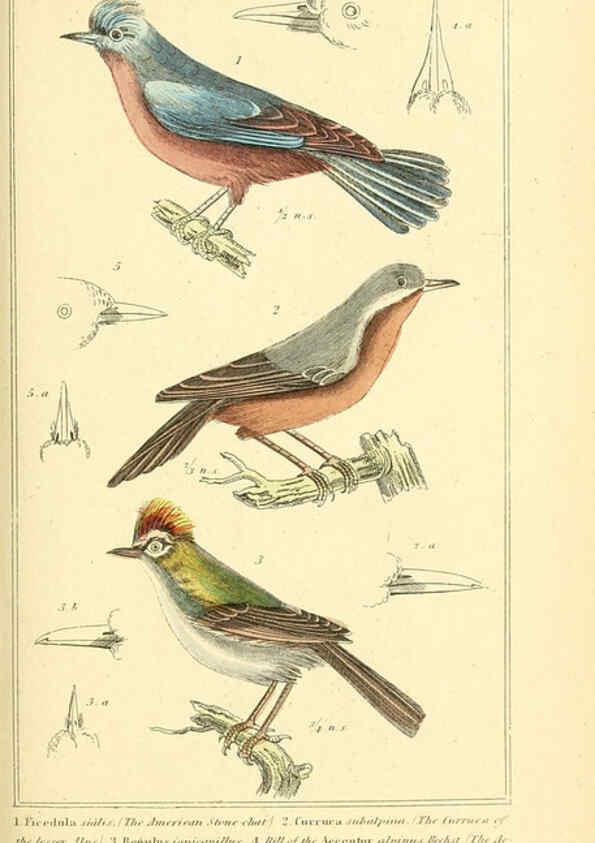 Reproducción/Reproduction 6026174470: The animal kingdom, arranged according to its organization, serving as a foundation for the natural history of animals. v.1 plates. London :G. Henderson,1834-1837