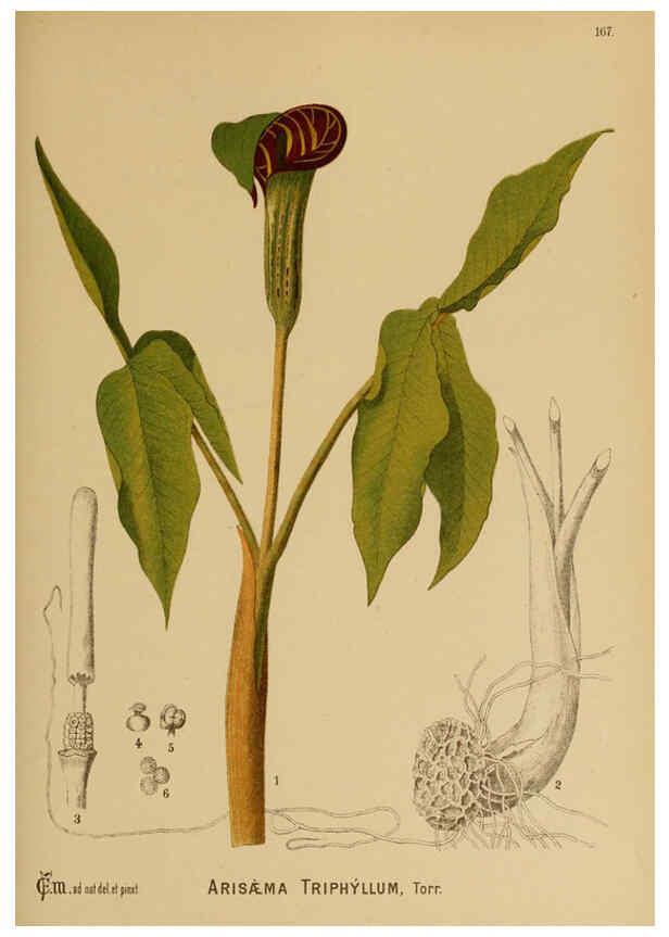 Reproducción/Reproduction 6025441571: American medicinal plants New York,Boericke & Tafel,c1887