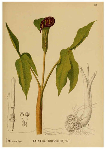 Reproducción/Reproduction 6025441571: American medicinal plants New York,Boericke & Tafel,c1887