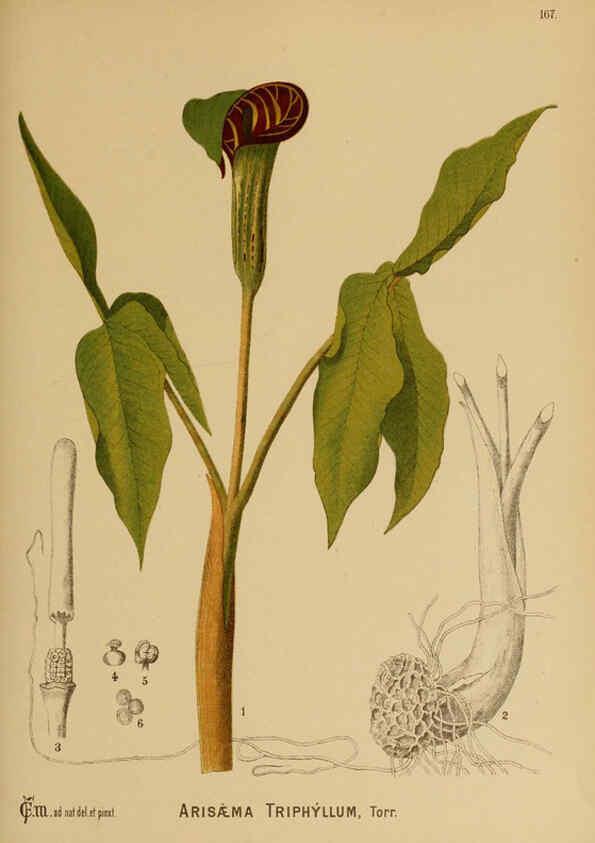 Reproducción/Reproduction 6025441571: American medicinal plants New York,Boericke & Tafel,c1887
