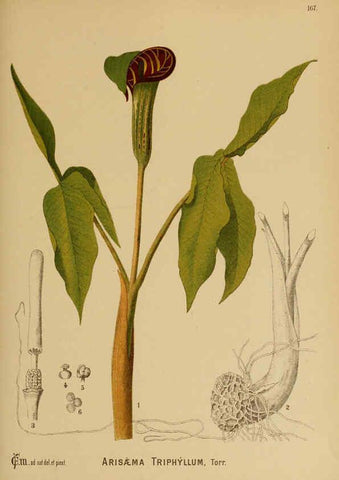Reproducción/Reproduction 6025441571: American medicinal plants New York,Boericke & Tafel,c1887