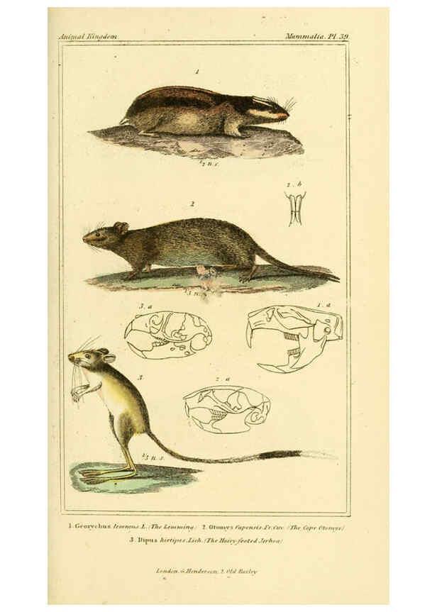 Reproducción/Reproduction 6025599301: The animal kingdom, arranged according to its organization, serving as a foundation for the natural history of animals. v.1 plates. London :G. Henderson,1834-1837