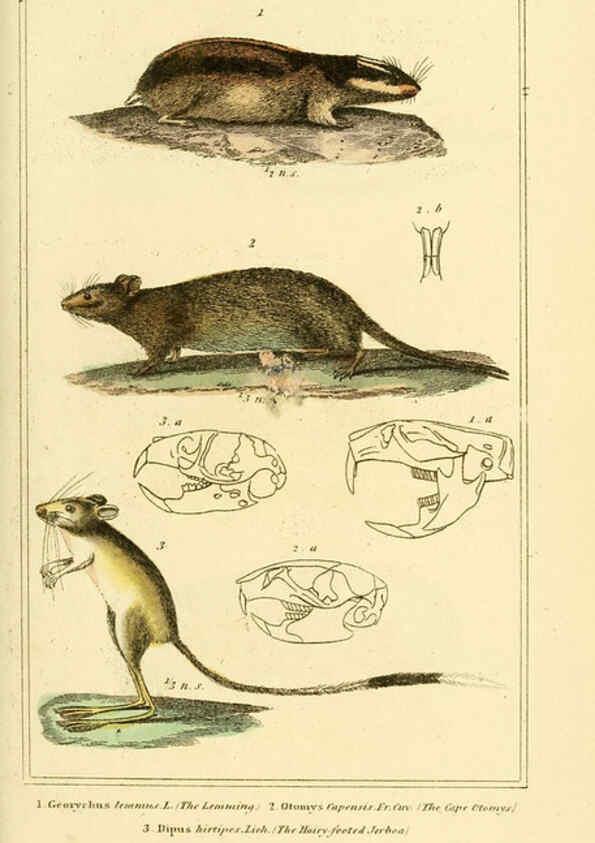 Reproducción/Reproduction 6025599301: The animal kingdom, arranged according to its organization, serving as a foundation for the natural history of animals. v.1 plates. London :G. Henderson,1834-1837
