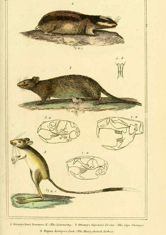 Reproducción/Reproduction 6025599301: The animal kingdom, arranged according to its organization, serving as a foundation for the natural history of animals. v.1 plates. London :G. Henderson,1834-1837