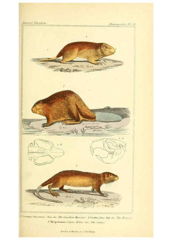 Reproducción/Reproduction 6026154784: The animal kingdom, arranged according to its organization, serving as a foundation for the natural history of animals. v.1 plates. London :G. Henderson,1834-1837