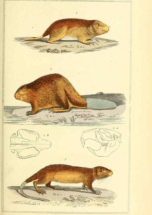 Reproducción/Reproduction 6026154784: The animal kingdom, arranged according to its organization, serving as a foundation for the natural history of animals. v.1 plates. London :G. Henderson,1834-1837