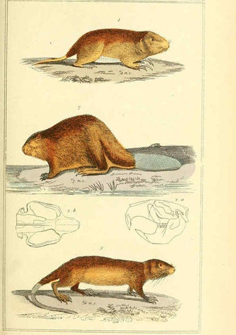 Reproducción/Reproduction 6026154784: The animal kingdom, arranged according to its organization, serving as a foundation for the natural history of animals. v.1 plates. London :G. Henderson,1834-1837