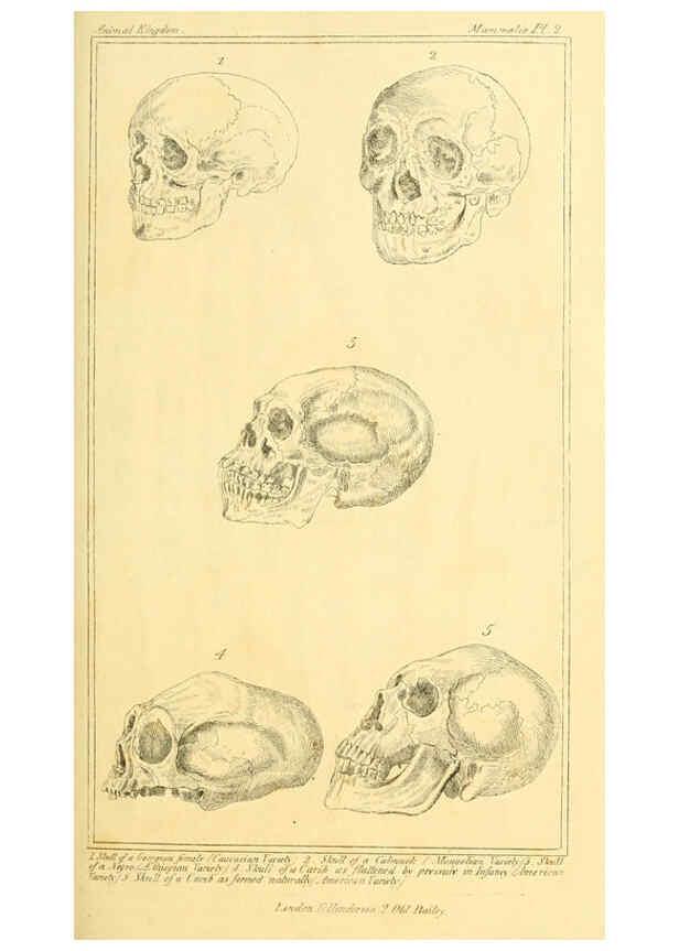 Reproducción/Reproduction 6025584151: The animal kingdom, arranged according to its organization, serving as a foundation for the natural history of animals. v.1 plates. London :G. Henderson,1834-1837