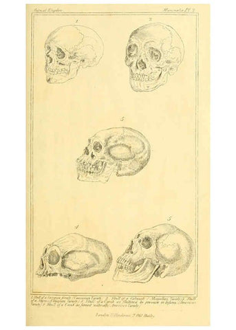 Reproducción/Reproduction 6025584151: The animal kingdom, arranged according to its organization, serving as a foundation for the natural history of animals. v.1 plates. London :G. Henderson,1834-1837