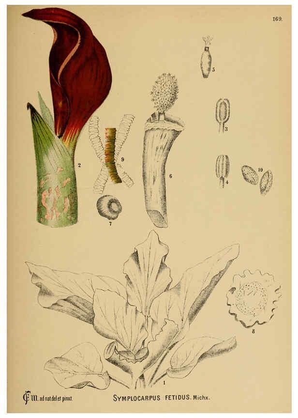 Reproducción/Reproduction 6025442075: American medicinal plants New York,Boericke & Tafel,c1887