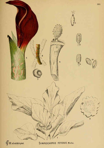 Reproducción/Reproduction 6025442075: American medicinal plants New York,Boericke & Tafel,c1887