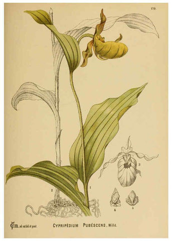 Reproducción/Reproduction 6025442419: American medicinal plants New York,Boericke & Tafel,c1887