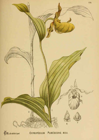 Reproducción/Reproduction 6025442419: American medicinal plants New York,Boericke & Tafel,c1887
