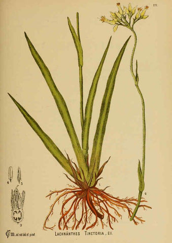 Reproducción/Reproduction 6025997896: American medicinal plants New York,Boericke & Tafel,c1887