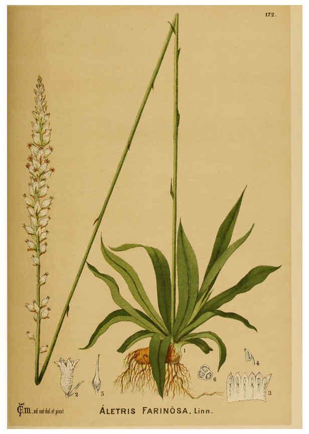 Reproducción/Reproduction 6025443093: American medicinal plants New York,Boericke & Tafel,c1887