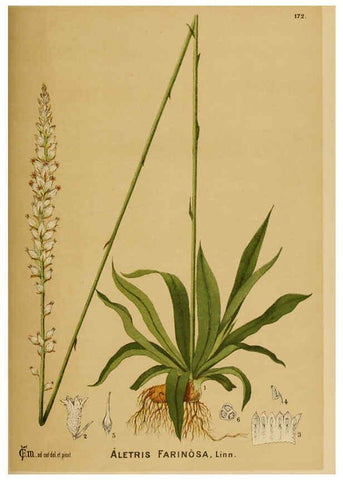 Reproducción/Reproduction 6025443093: American medicinal plants New York,Boericke & Tafel,c1887