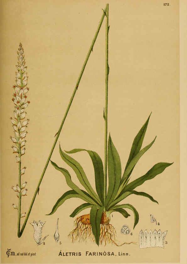 Reproducción/Reproduction 6025443093: American medicinal plants New York,Boericke & Tafel,c1887