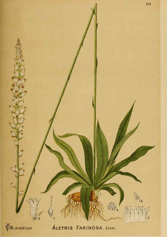Reproducción/Reproduction 6025443093: American medicinal plants New York,Boericke & Tafel,c1887