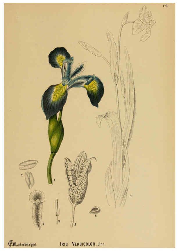 Reproducción/Reproduction 6025998842: American medicinal plants New York,Boericke & Tafel,c1887