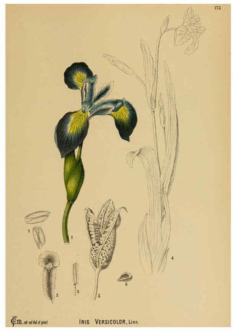 Reproducción/Reproduction 6025998842: American medicinal plants New York,Boericke & Tafel,c1887
