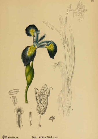 Reproducción/Reproduction 6025998842: American medicinal plants New York,Boericke & Tafel,c1887