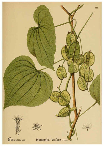 Reproducción/Reproduction 6025999184: American medicinal plants New York,Boericke & Tafel,c1887
