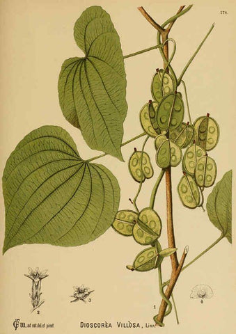 Reproducción/Reproduction 6025999184: American medicinal plants New York,Boericke & Tafel,c1887