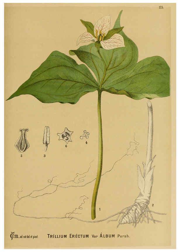 Reproducción/Reproduction 6025999474: American medicinal plants New York,Boericke & Tafel,c1887